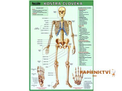 Tabulka A4 Kostra člověka