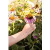 Gifty - Bracelet - „little companion“ - Bee 1043082